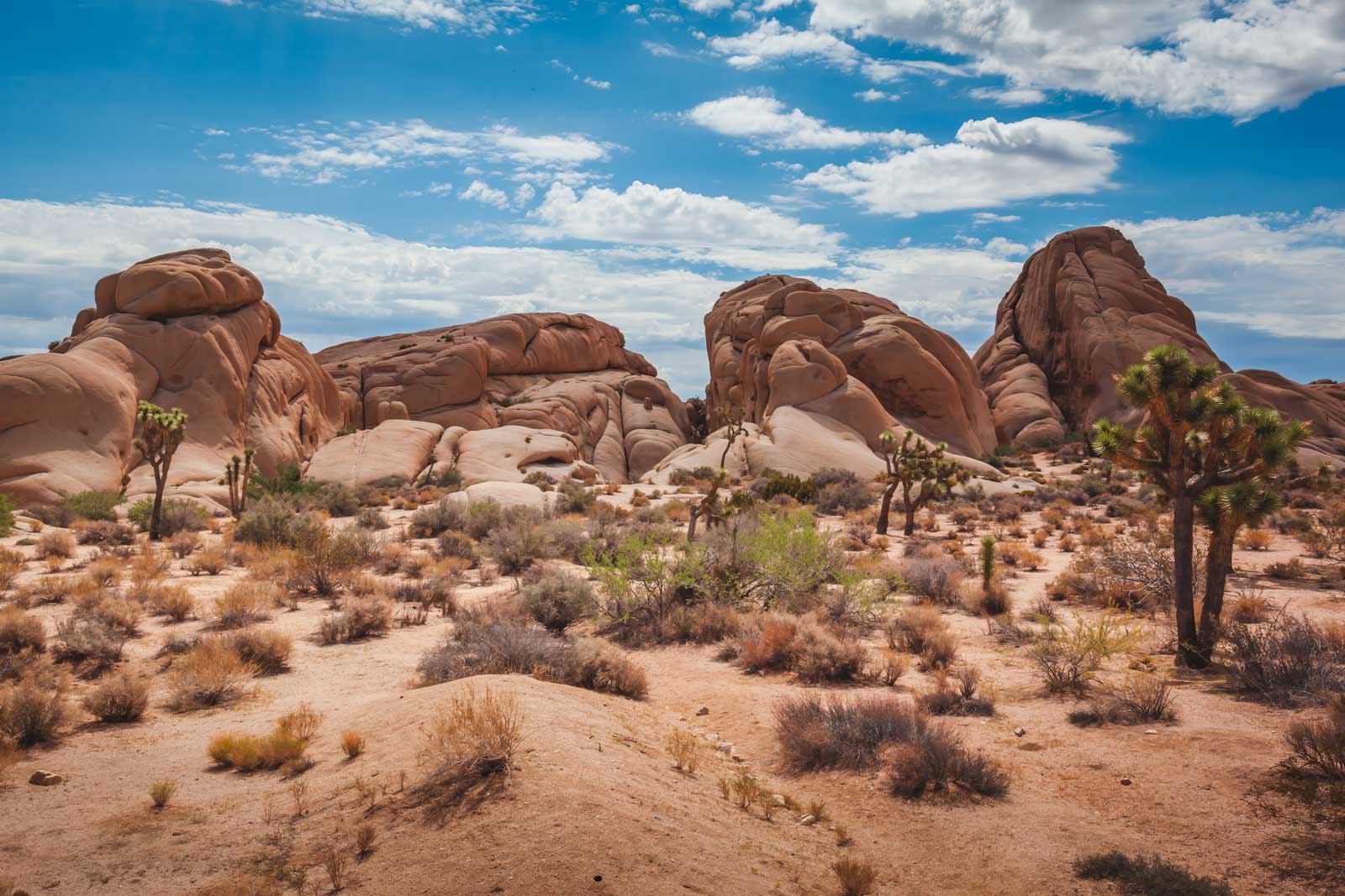 Best Day Trips from Las Vegas Joshua Tree National Park
