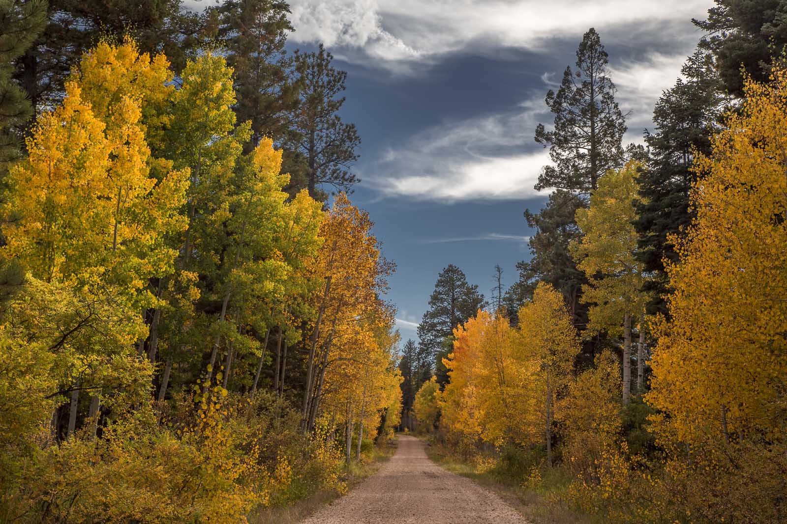 Best Day Trips from Las Vegas Kaibab National Forest