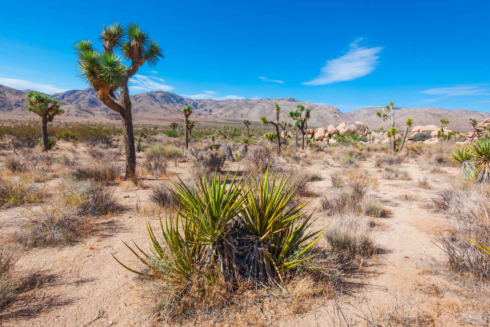 Best Day Trips from Las Vegas Mojave National Preserve