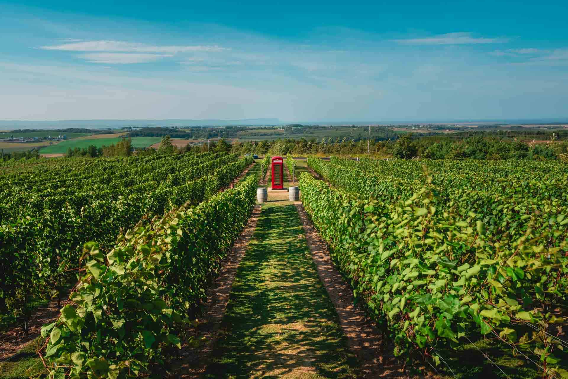 things to do in nova scotia Nova Scotia Wineries