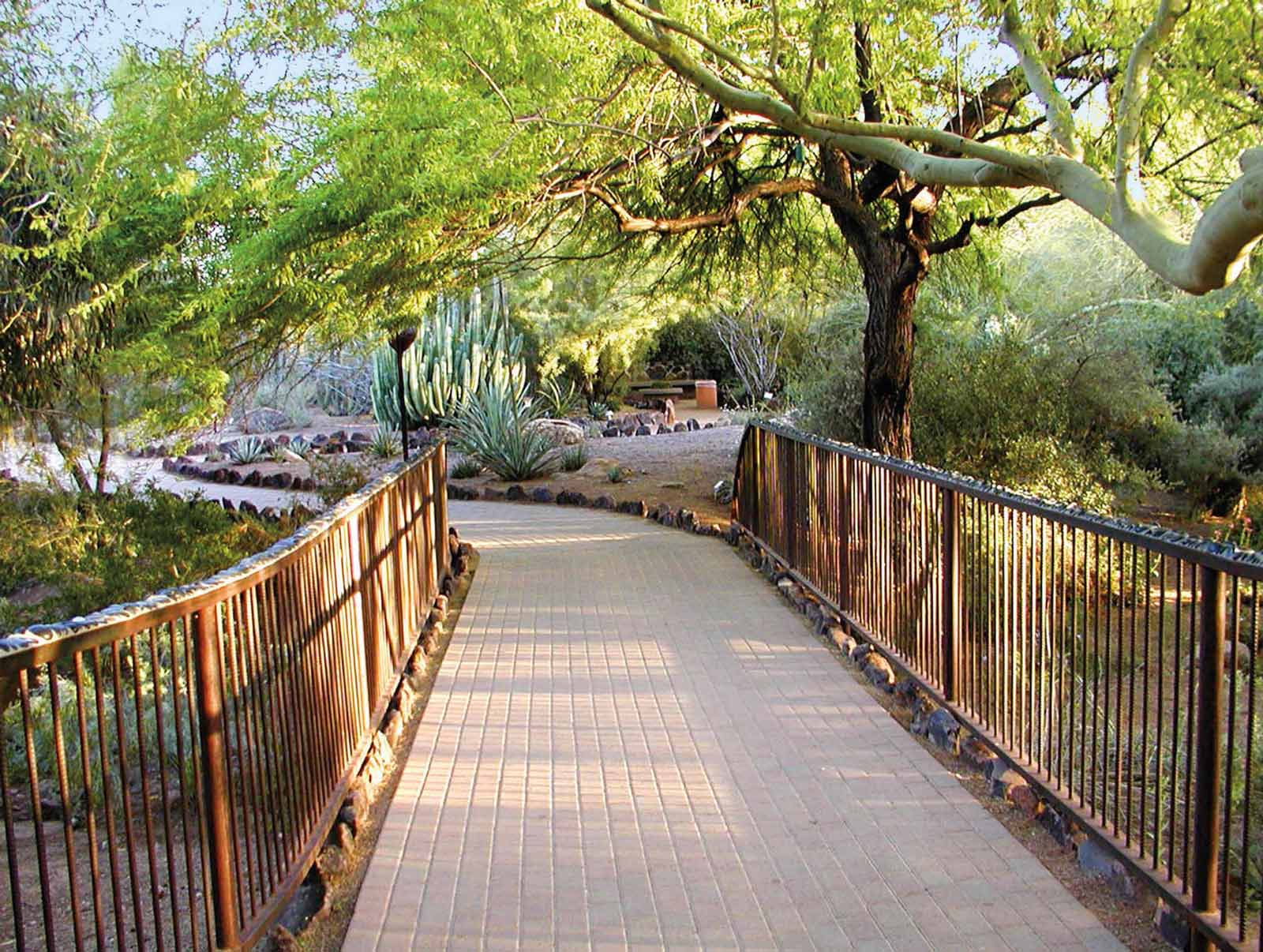 Best Things to do in Arizona Desert Botanical Garden