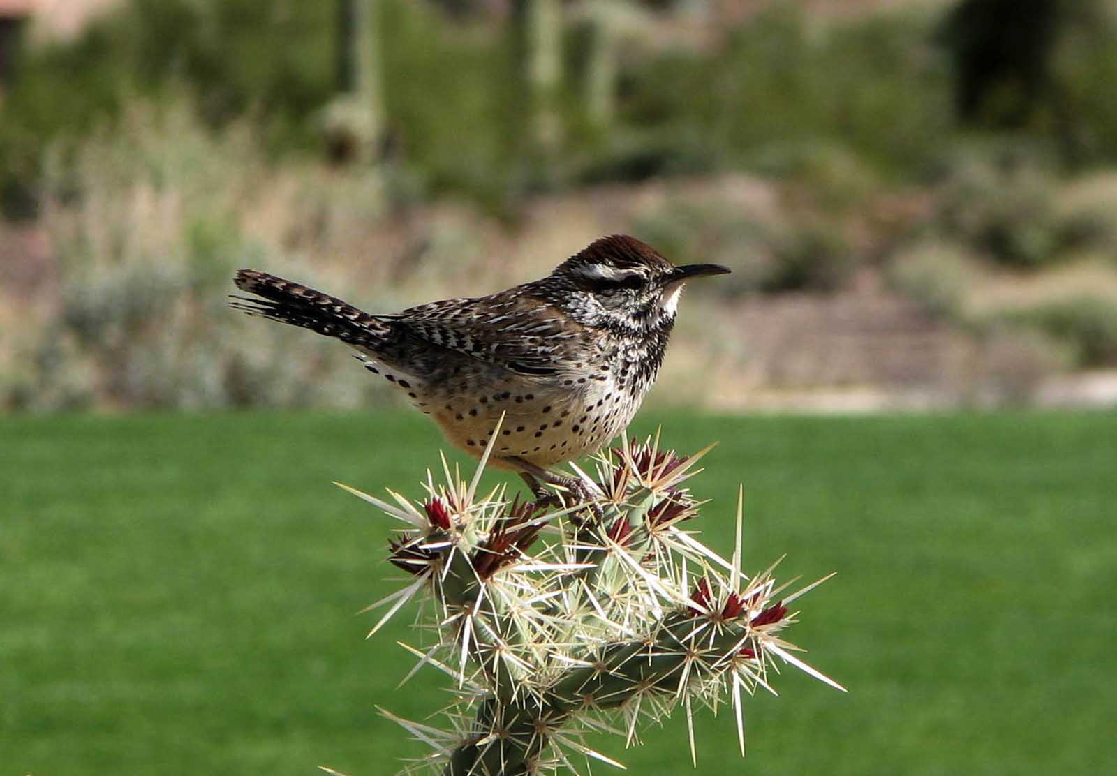 Best Things to do in Arizona Sonora Desert Museum