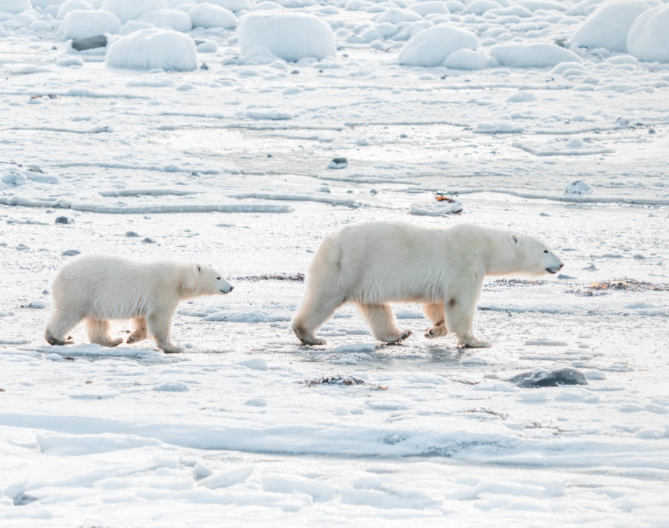 Best Things to Do in Churchill Manitoba in 2024