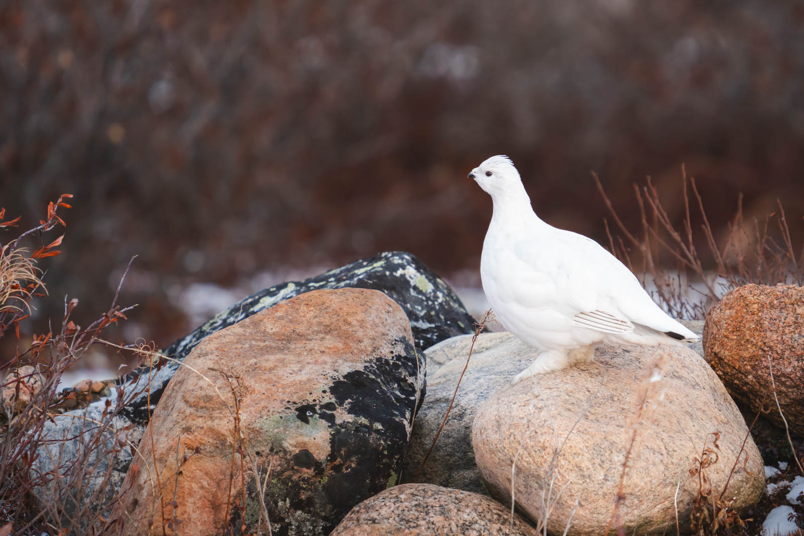 things to do in churchilll manitoba bird watching