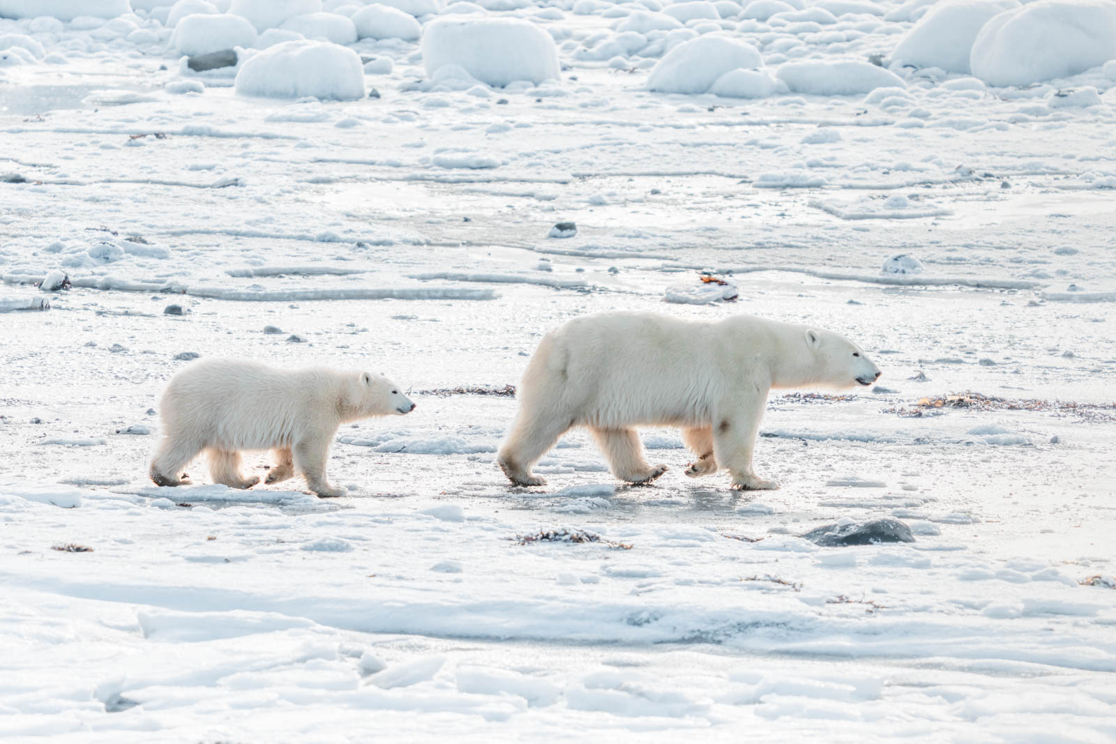 The Polar Bear Life Cycle - Churchill Wild Polar Bear Tours