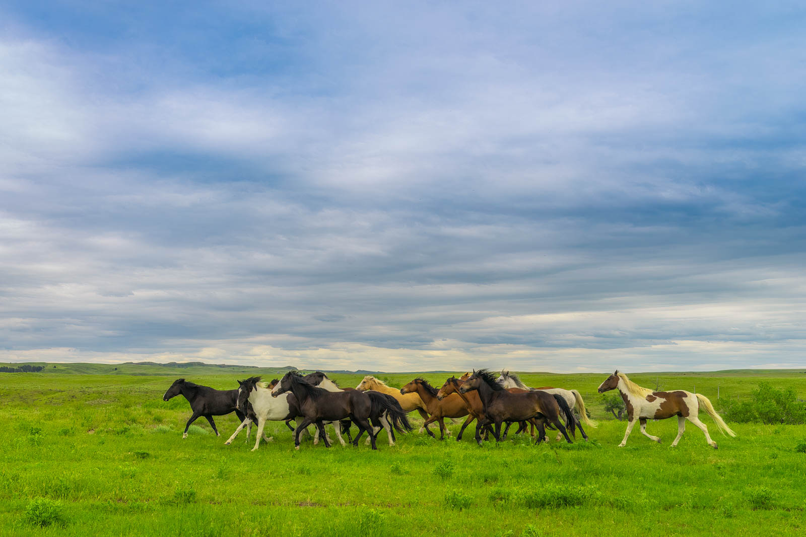 Best Things to do in Custer State Park Horseback Riding