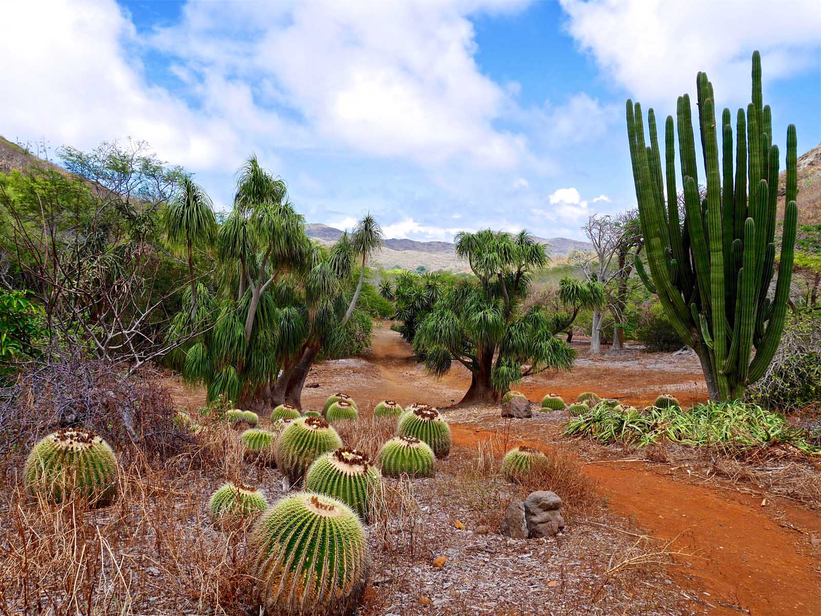 Best things to do in Honolulu Koko Crater Botanic Garden