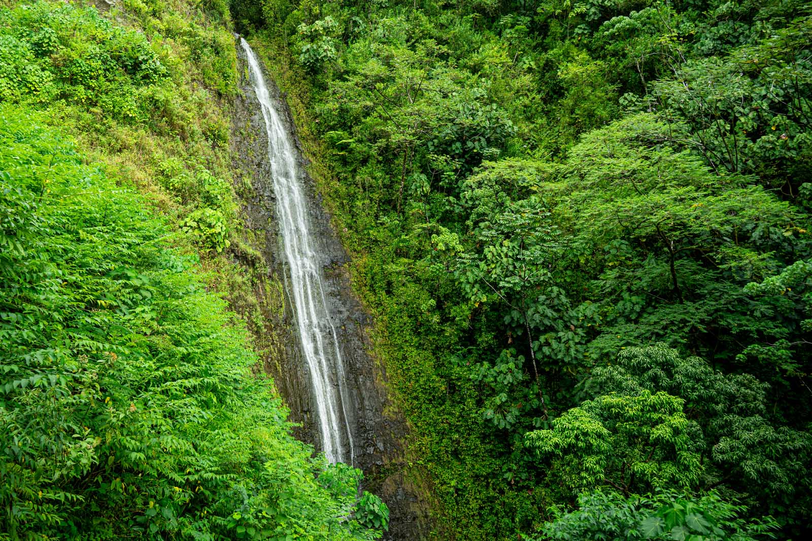 Best things to do in Honolulu Manoa Falls