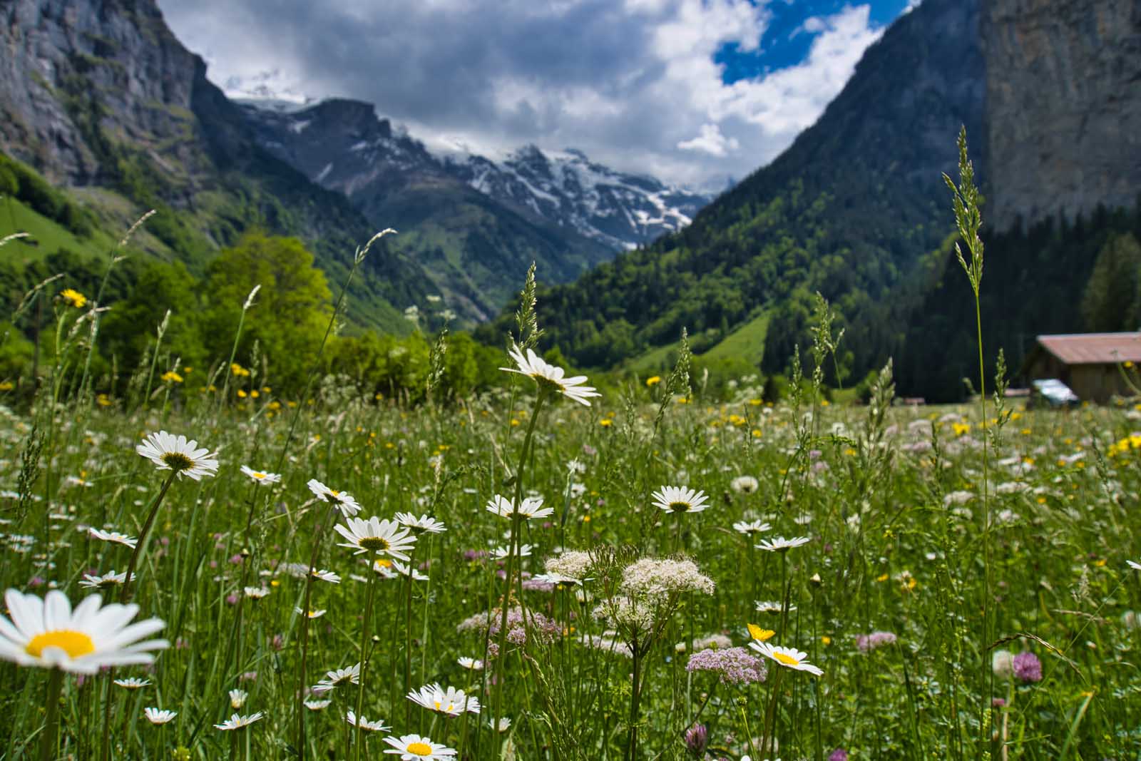 Coisas para fazer em Interlaken Allmendhubel Flower Trail