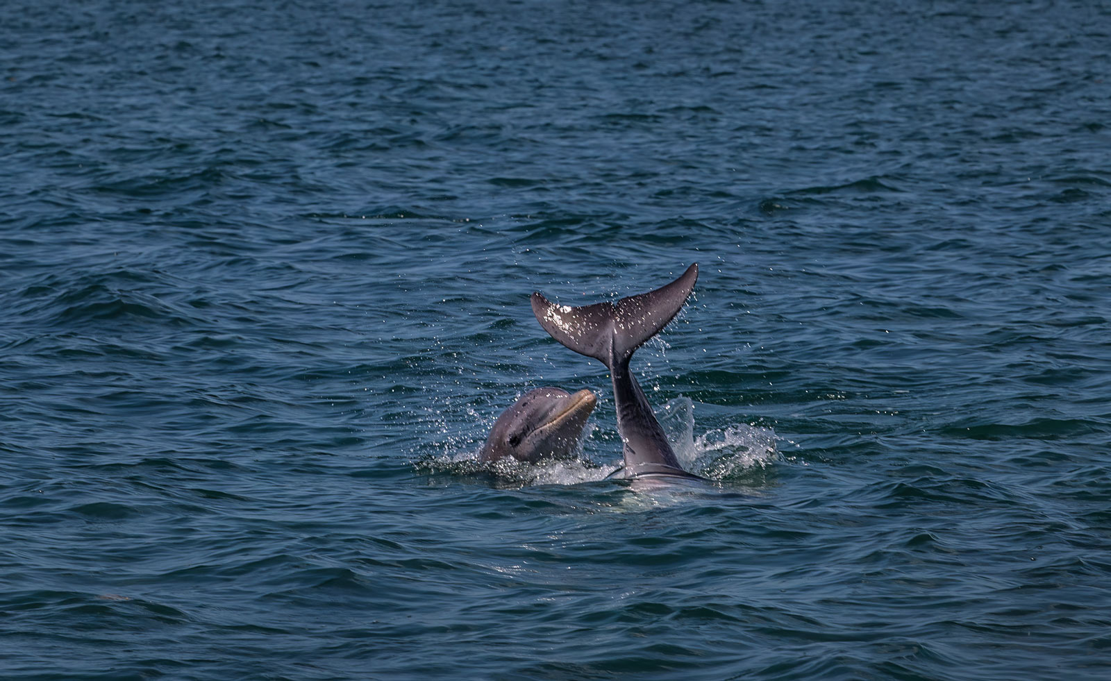 Best Things to do in Key Largo Dolphin Watching