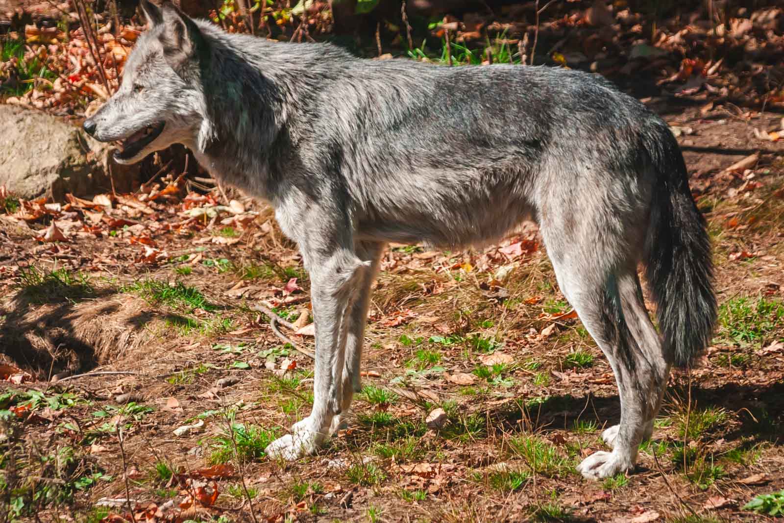 Things to do in New Jersey Lakota Wolf Preserve
