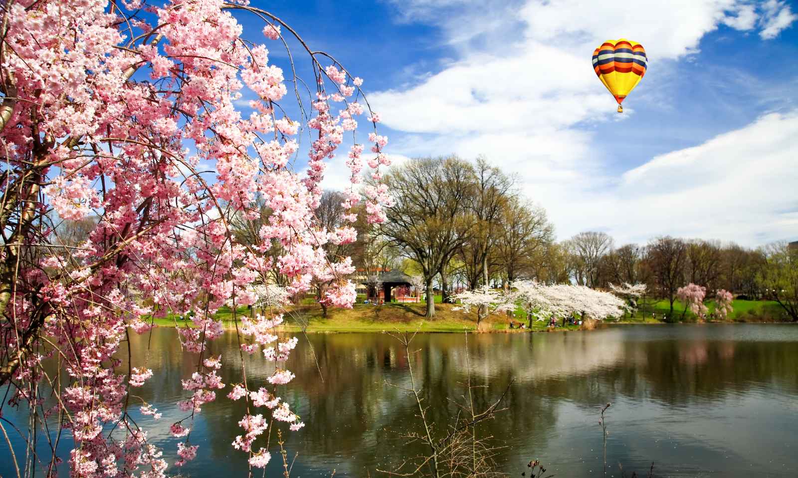 Best things to do in New Jersey Branch Brook Park Cherry Blossom Festival