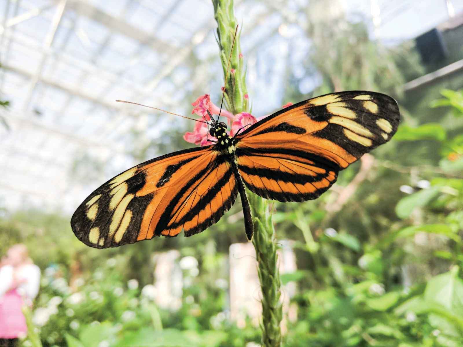 Best things to do in Phoenix Butterfly Wonderland