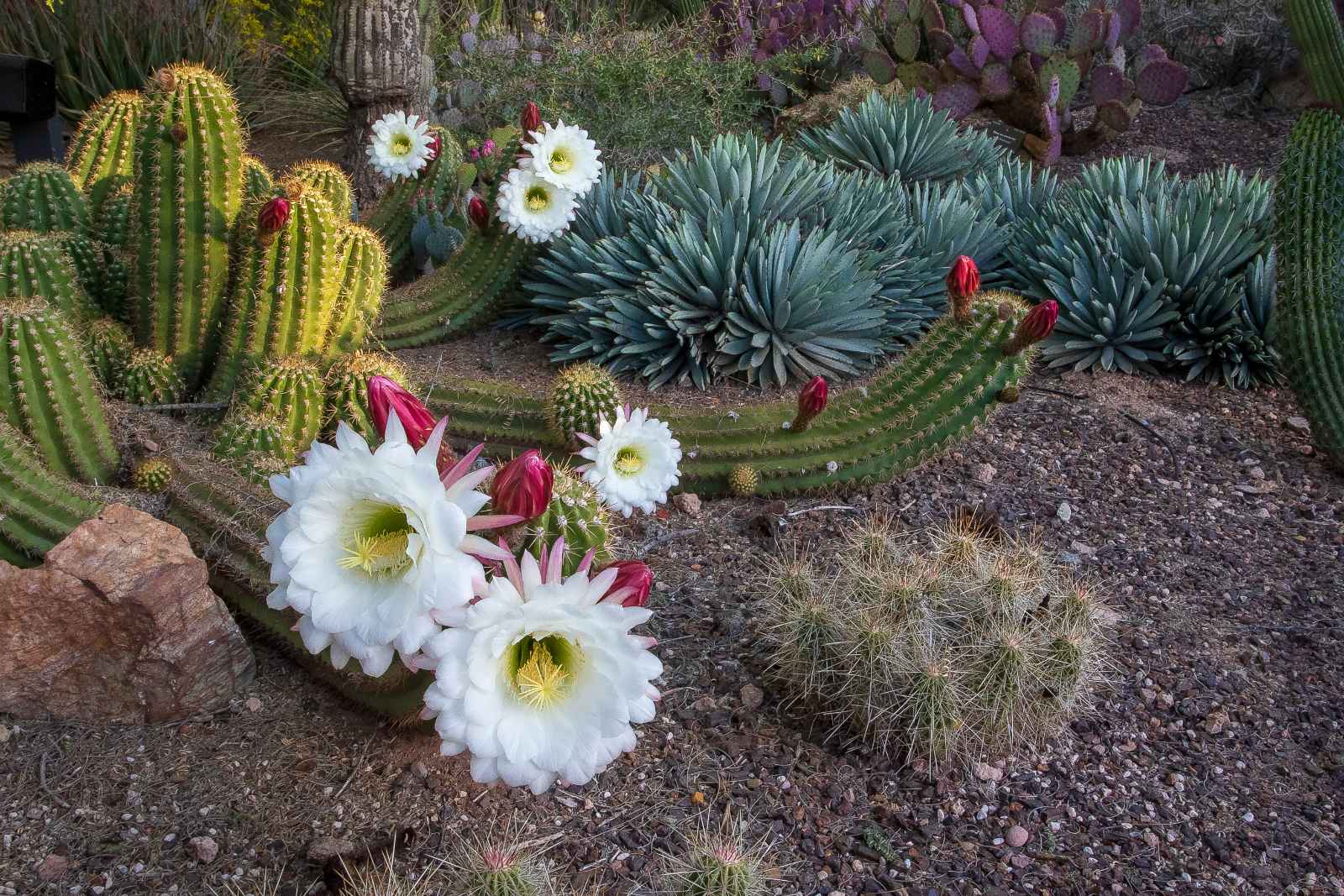 Best things to do in Phoenix Desert Botanical Garden Cactus Blooming