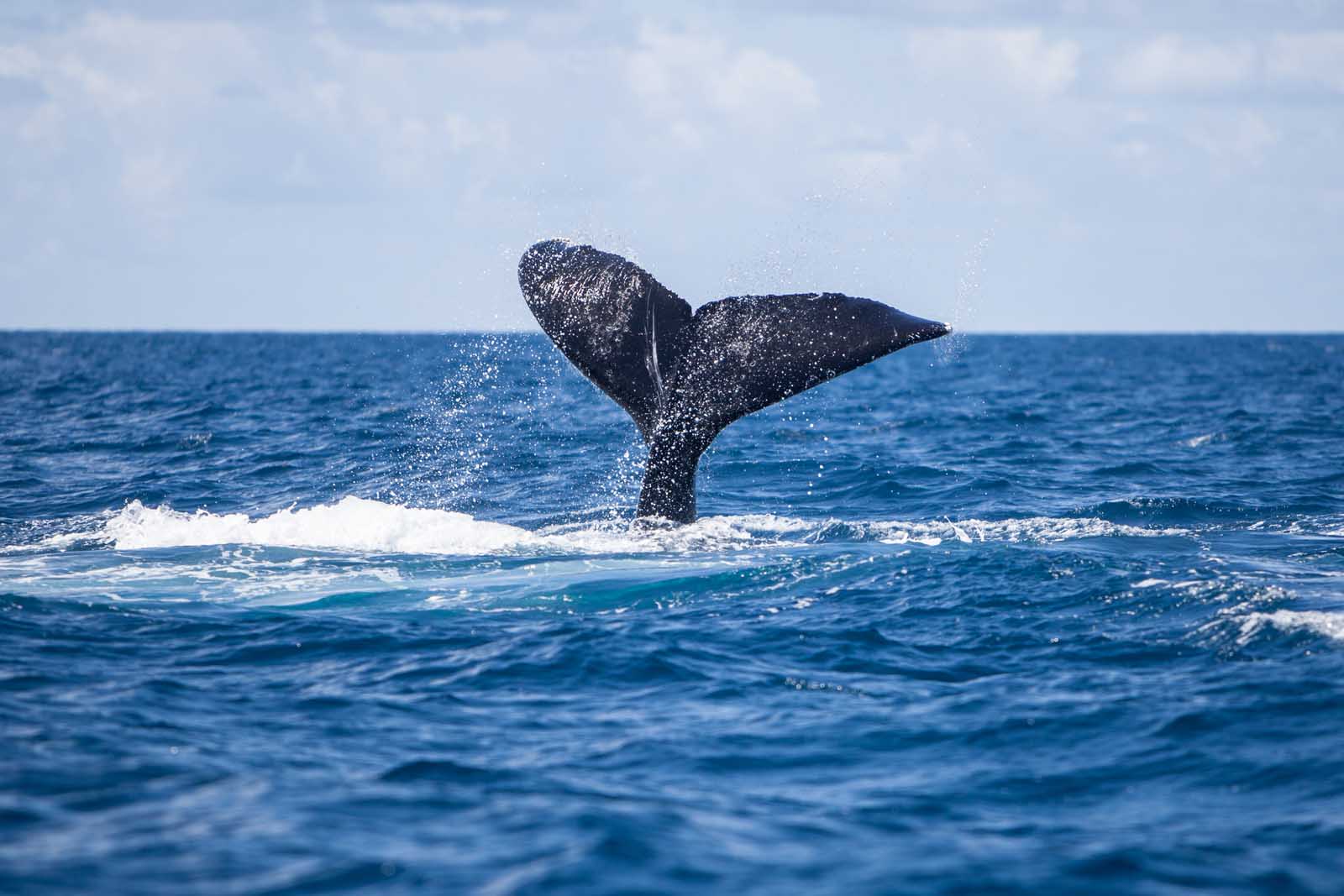 Best Things to do in Punta Cana Whale Watching