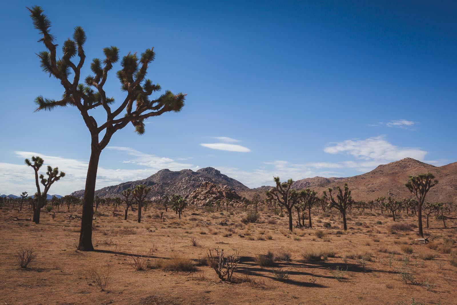 Best things to do in SOCAL Joshua Tree National Park