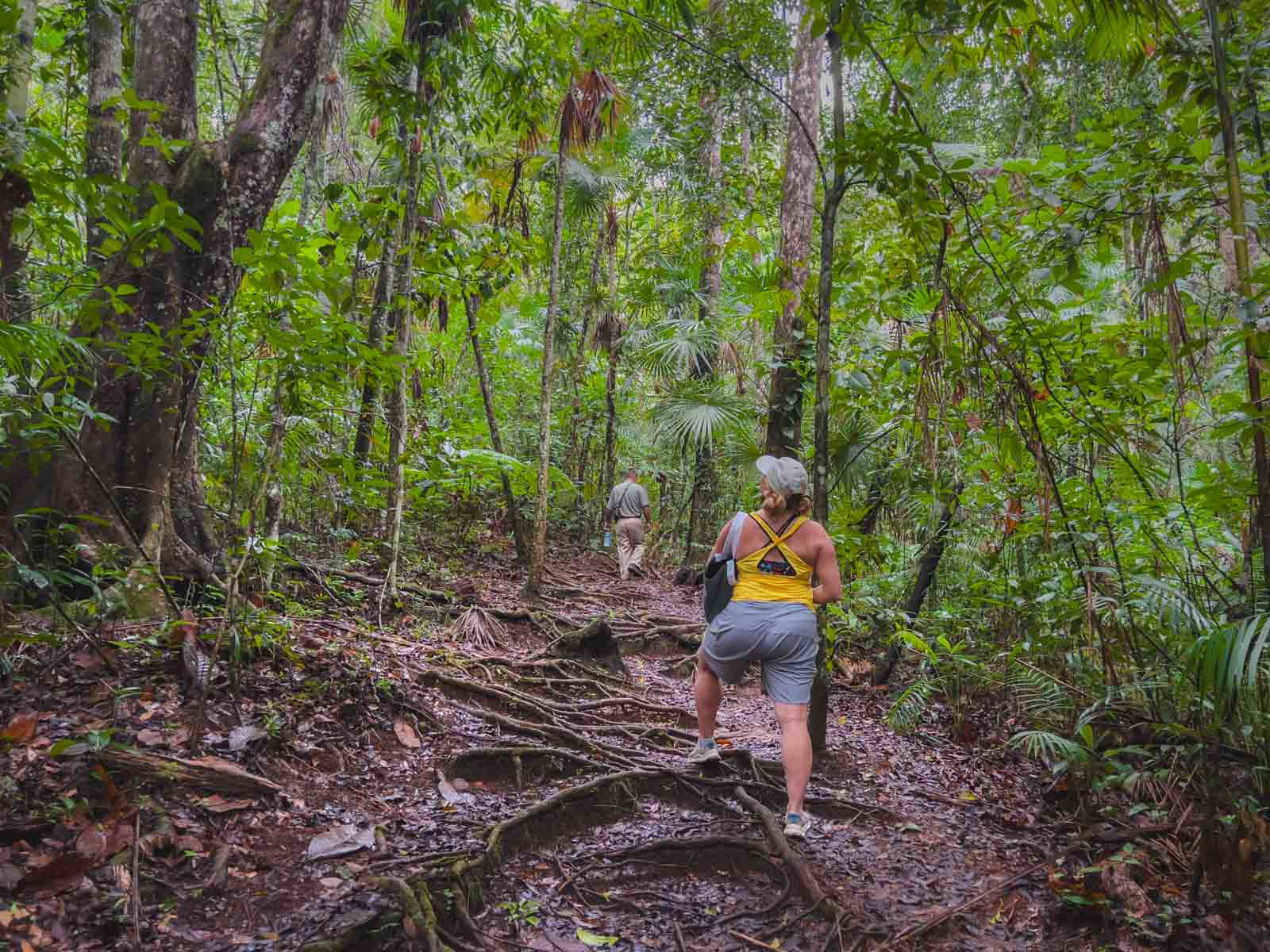 Best things to do in San Ignacio Belize Mountain Pine Ridge Forest Reserve