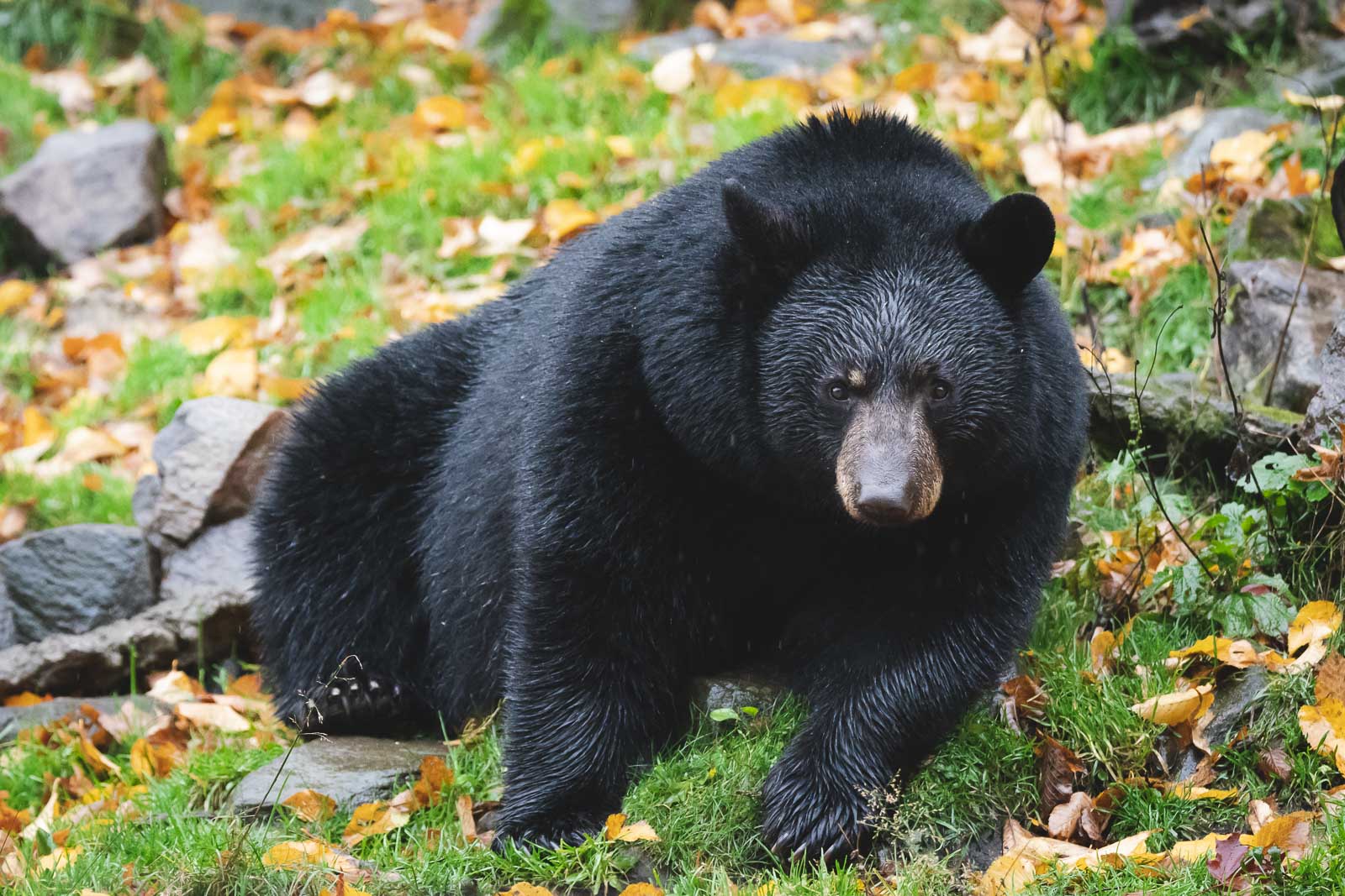 Things to do at whistler Bear Safari