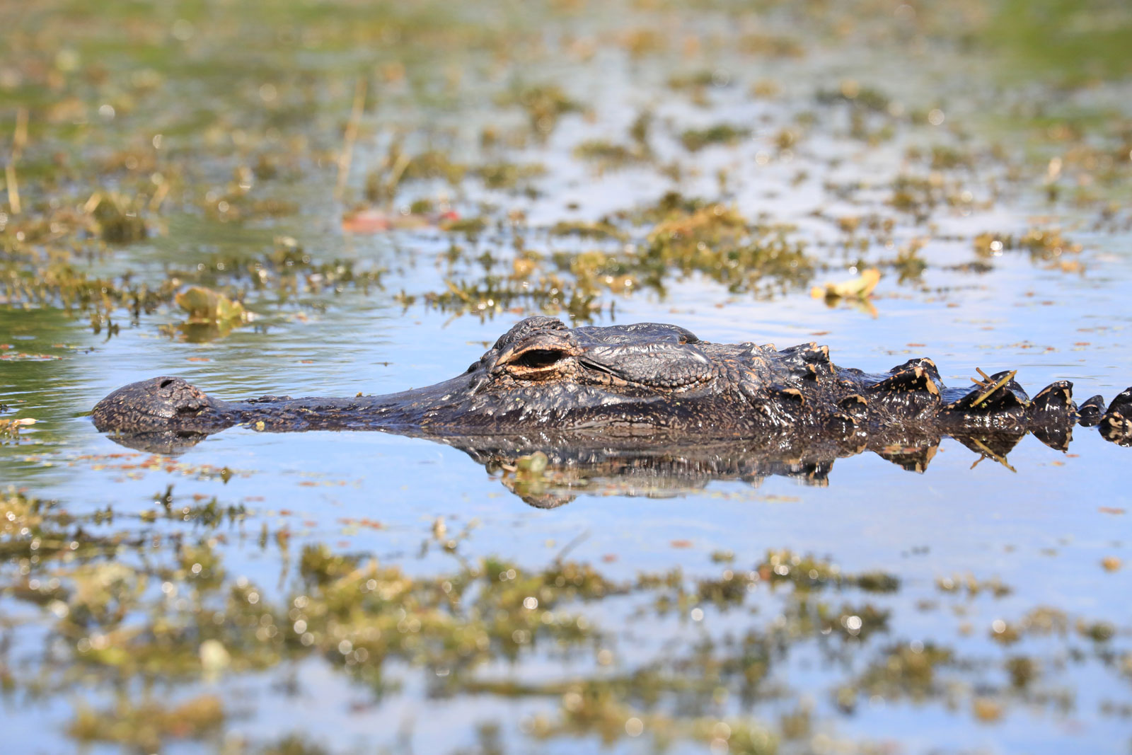 Best Things to do in Key Largo Crocodile Lake National Wildlife Refuge