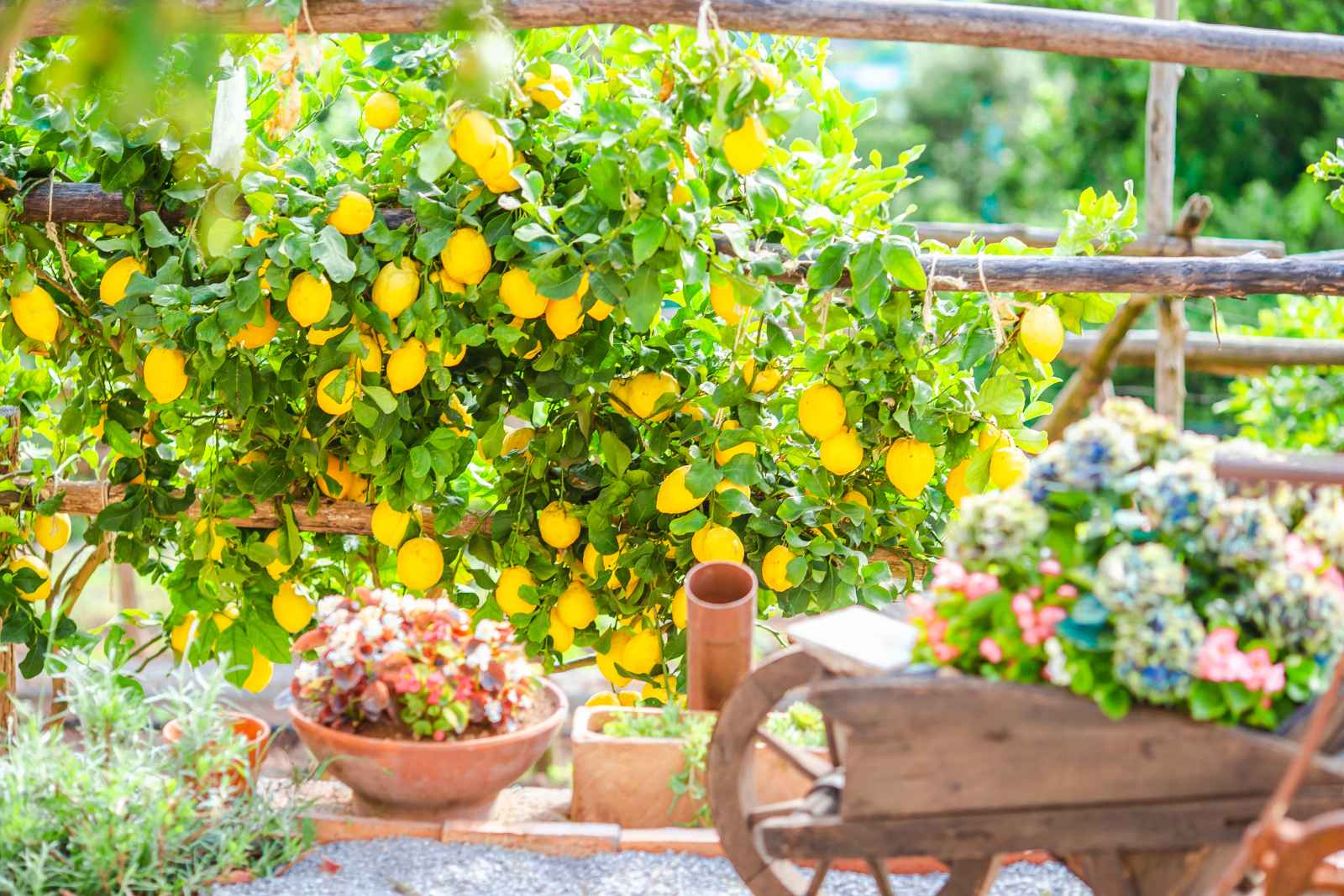 Best things to do in positano Amalfi Coast Lemons