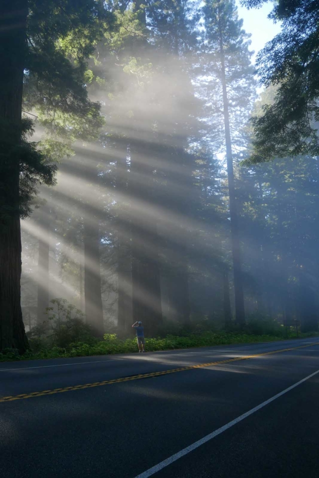 Best Time to visit Redwood National Park
