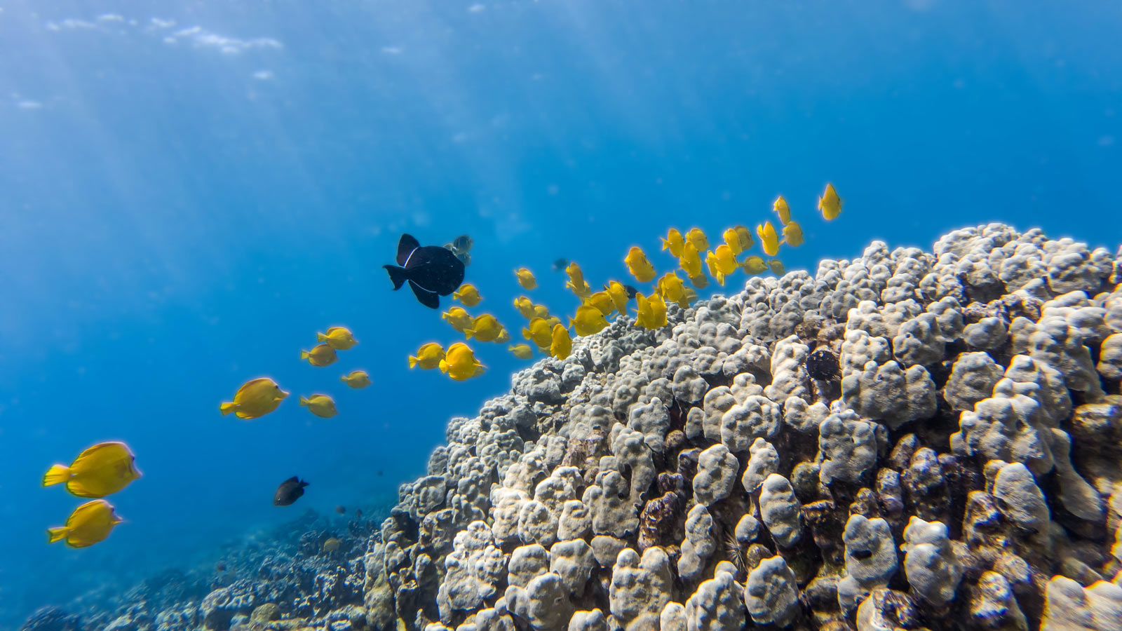 Things to do on the Big Island of Hawaii  Coral Reef