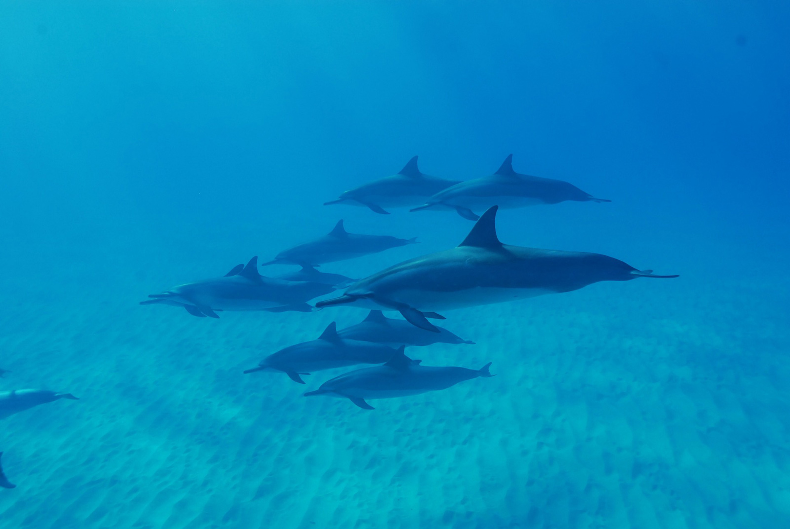 Family things to do on the Big Island of Hawaii Dolphin Spotting
