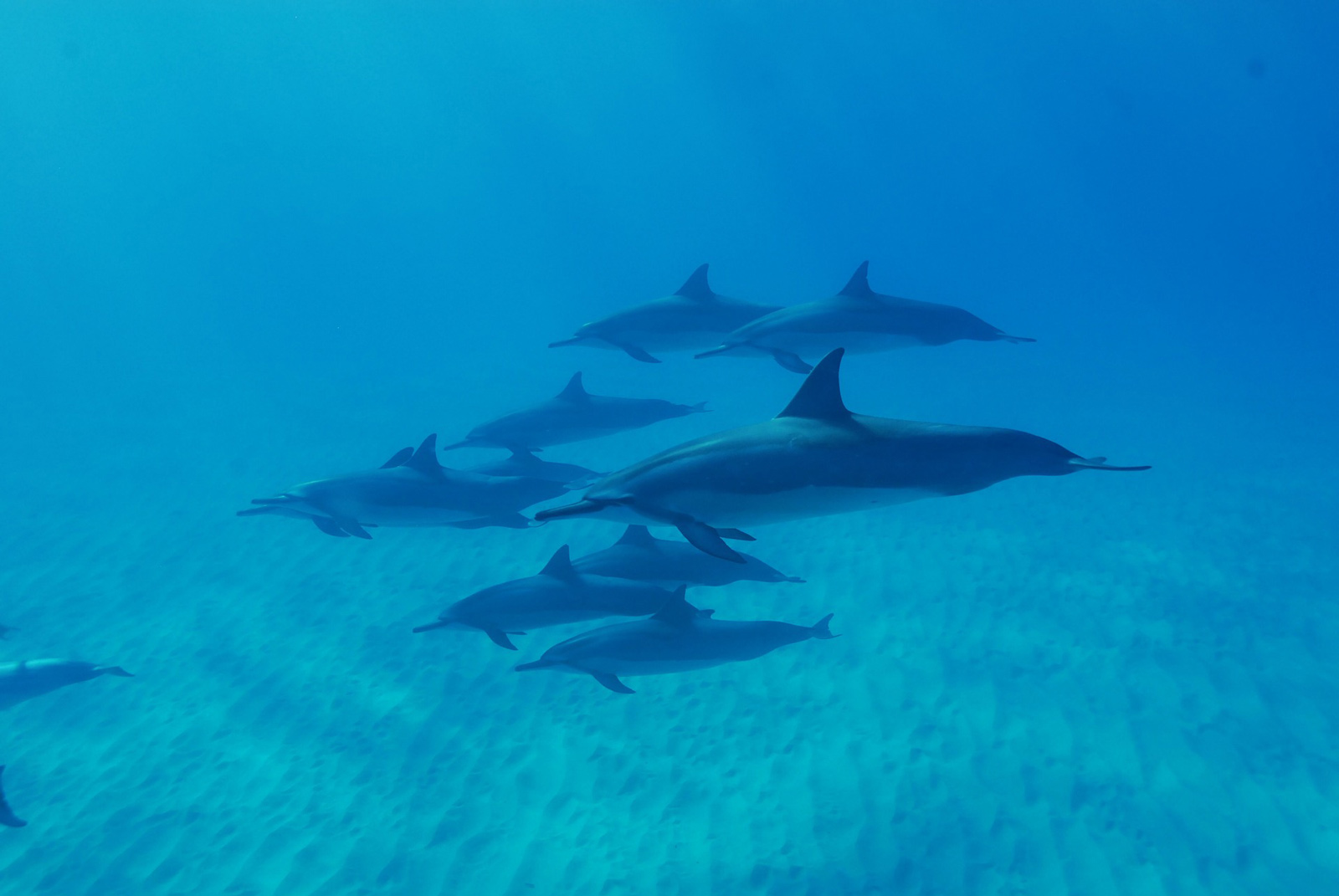 best things to do in new zealand swim with dolphins