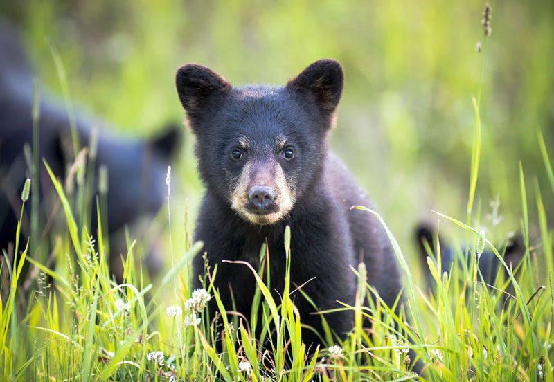 black bear whistler 