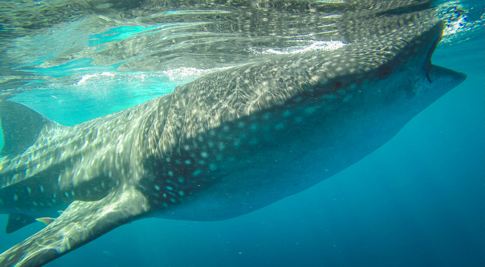 Cancun México Tubarões-baleia