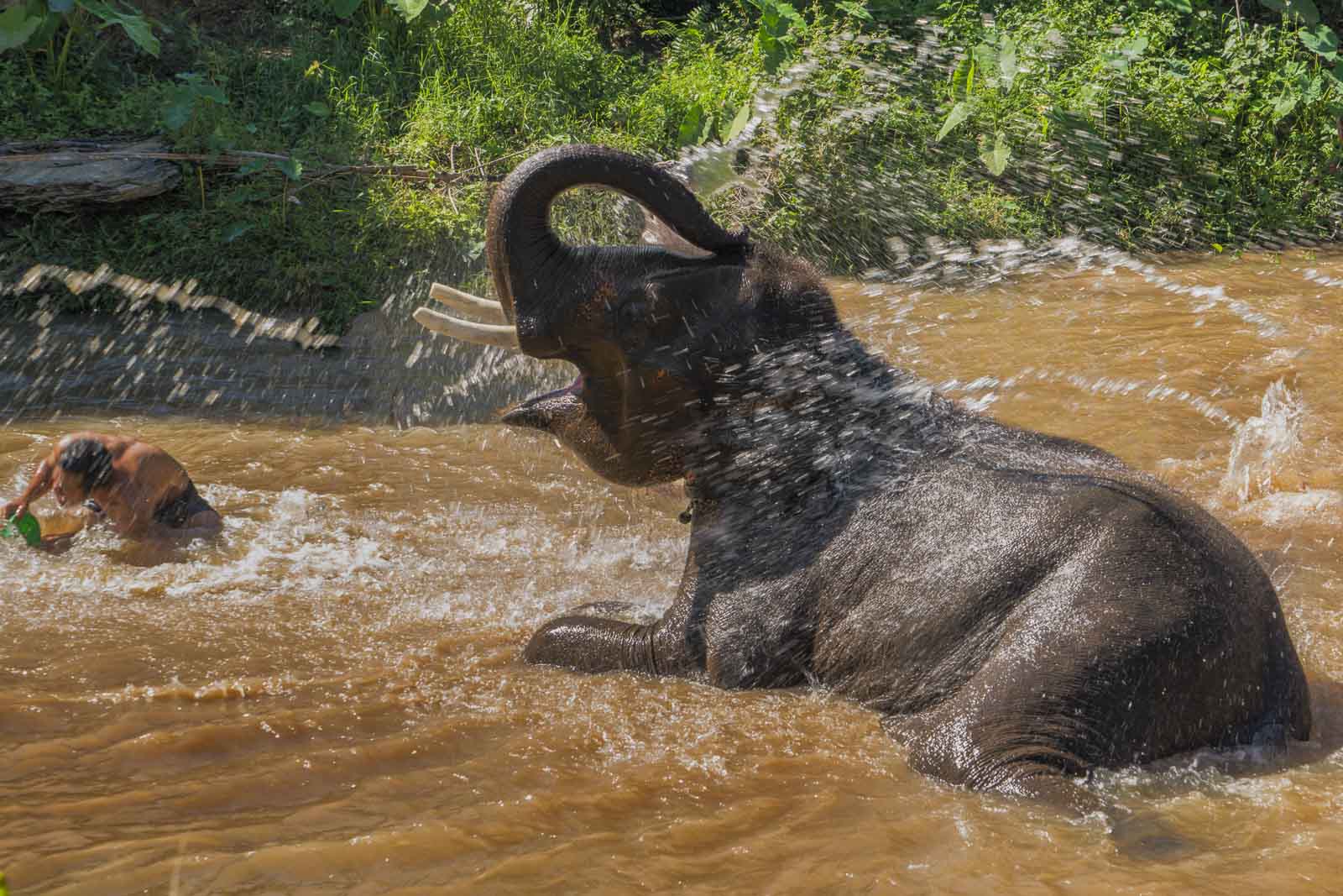 Elphants at an Elephant Sanctuary in Chiang Mai Thailand