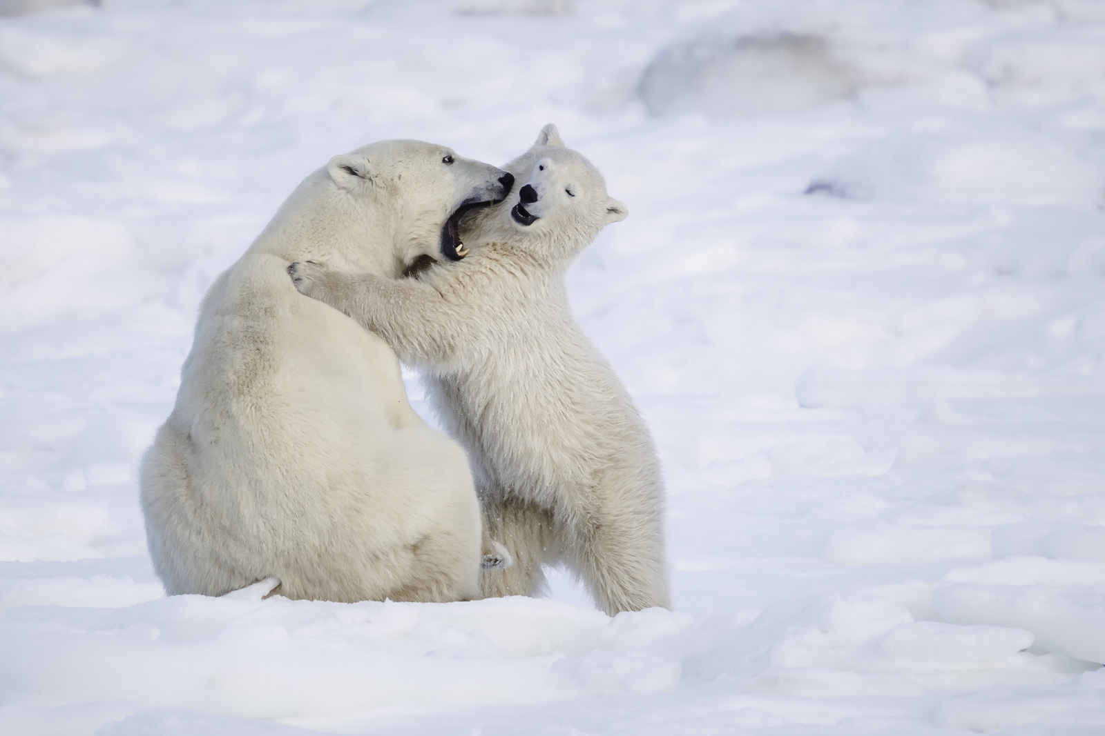 polar bear mom and cub in churchill manitoba on the shores of the Hudson Bay
