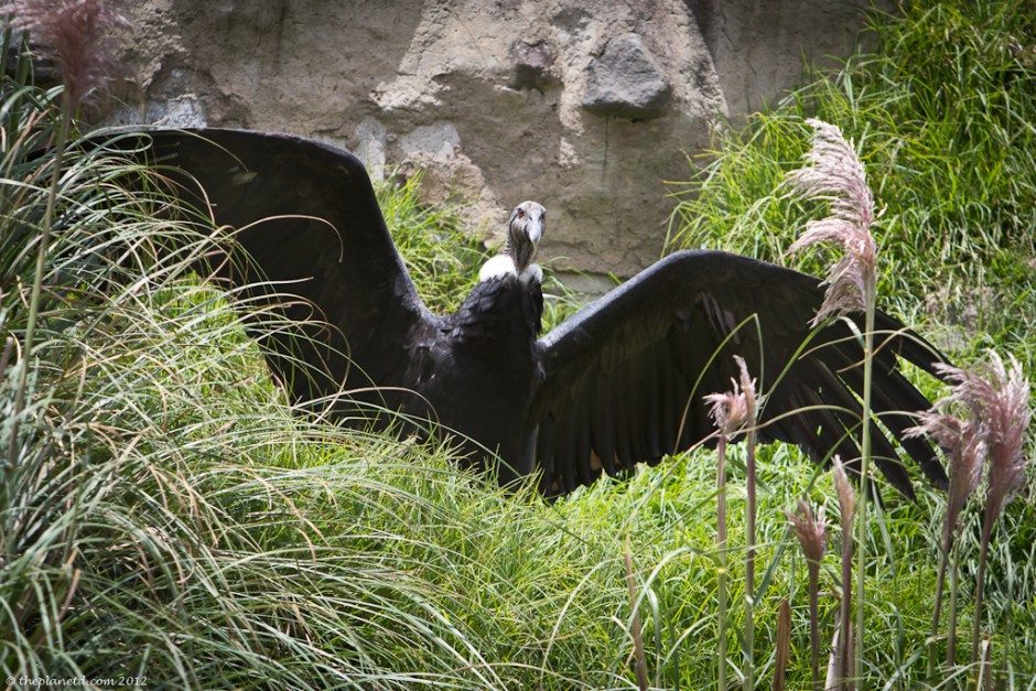 Condors-ecuador-otavalo-1