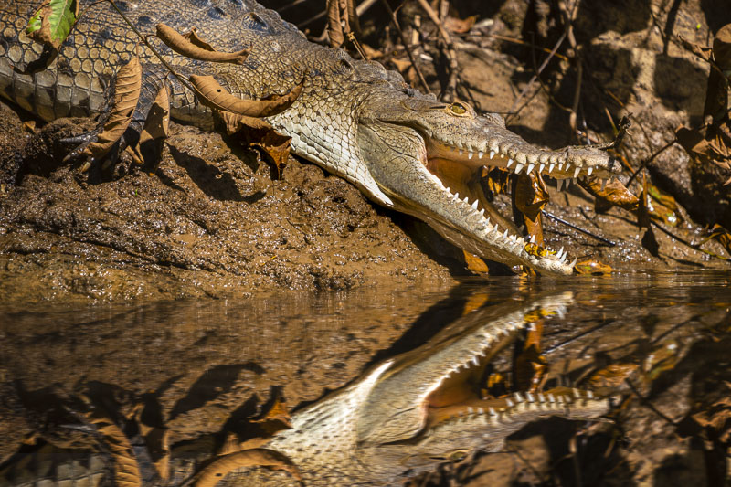 Wildlife on Costa Rica Uncruise