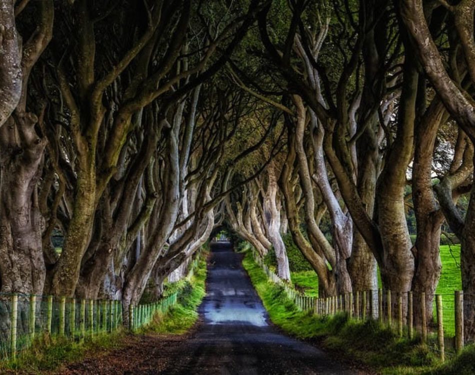The Dark Hedges of Northern Ireland – Tips to Visit and What you Need to Know