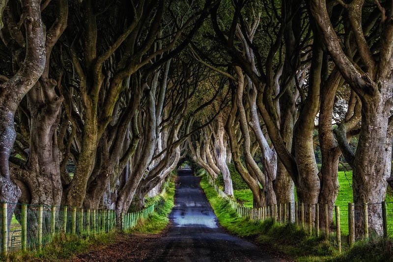 best pictures of ireland dark hedges