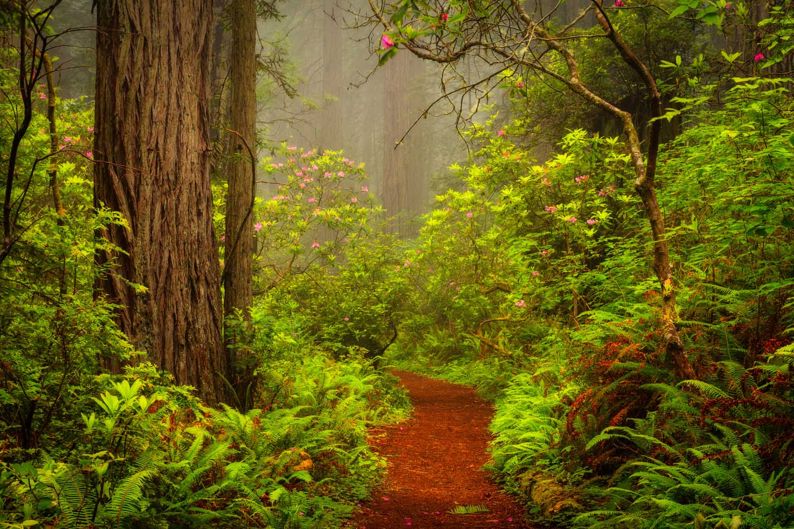 Del Norte Coast Redwood State Park Redwood Trees