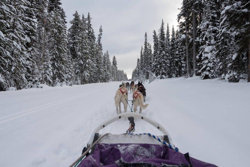 The Best place to go Dog Sledding in Banff National Park