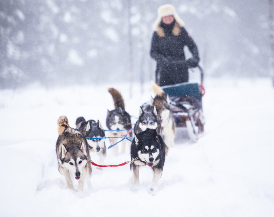 Explore the Best Dog sledding in Ontario: Your Ultimate Guide to Winter Fun and Excitement