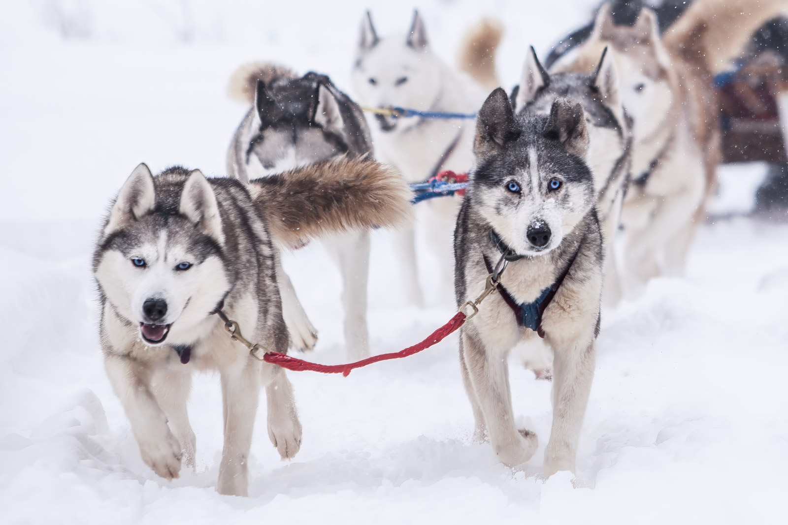 Best Places For Dog Sledding in Ontario 