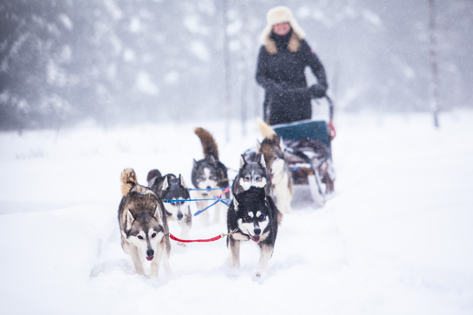 dog sledding in ontario