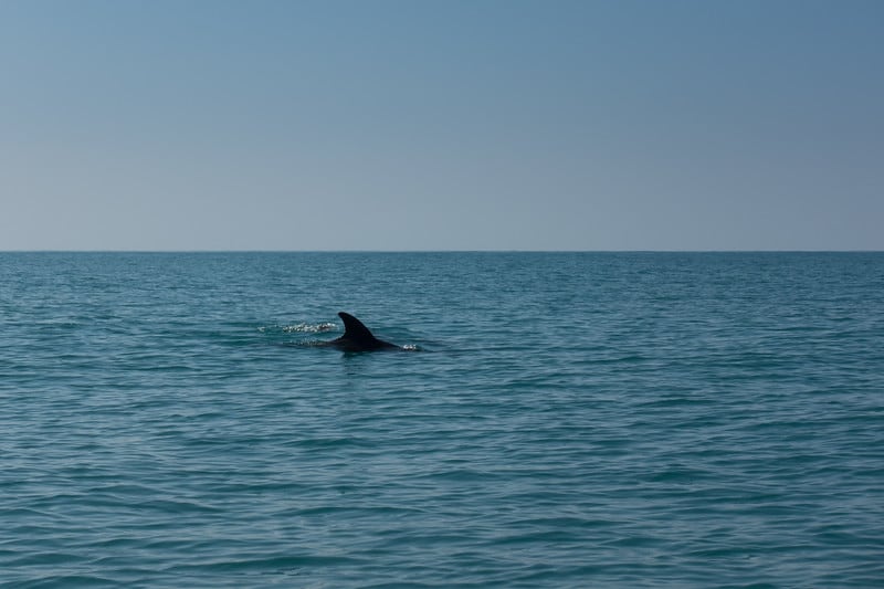 dolphin-watching-things-to-do-in-jamiaca