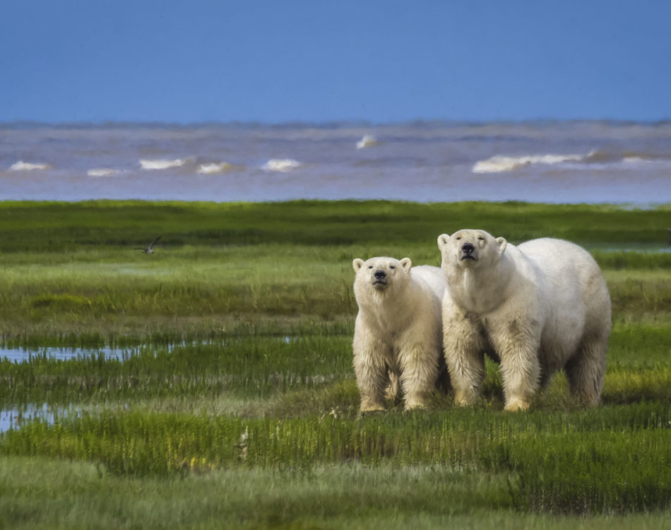 Happy Earth Day – Celebrating Animals of the World in Photos