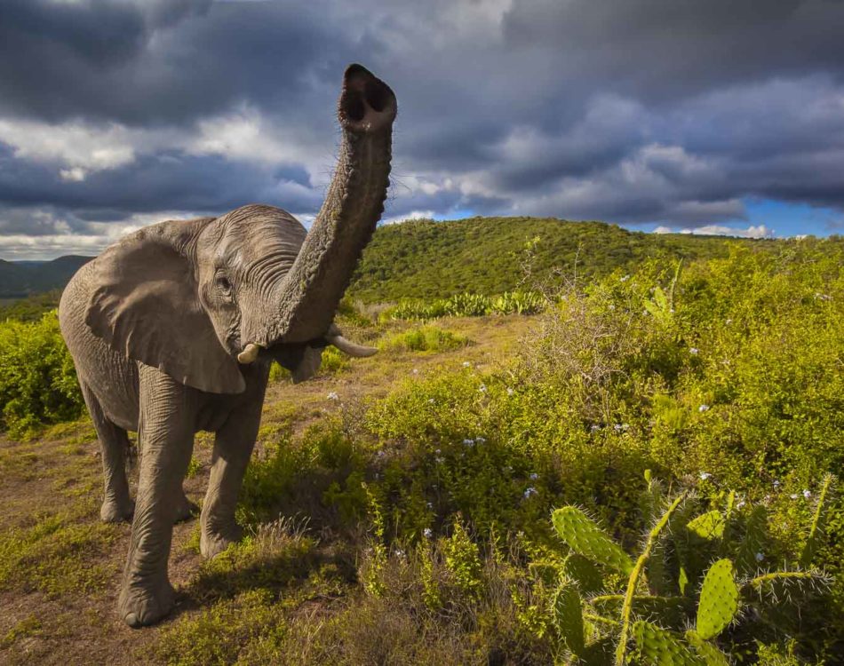 African Animals – Incredible moments on Safari