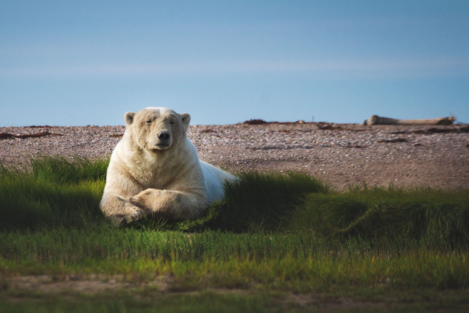 fun facts about canada it's the polar bear capital