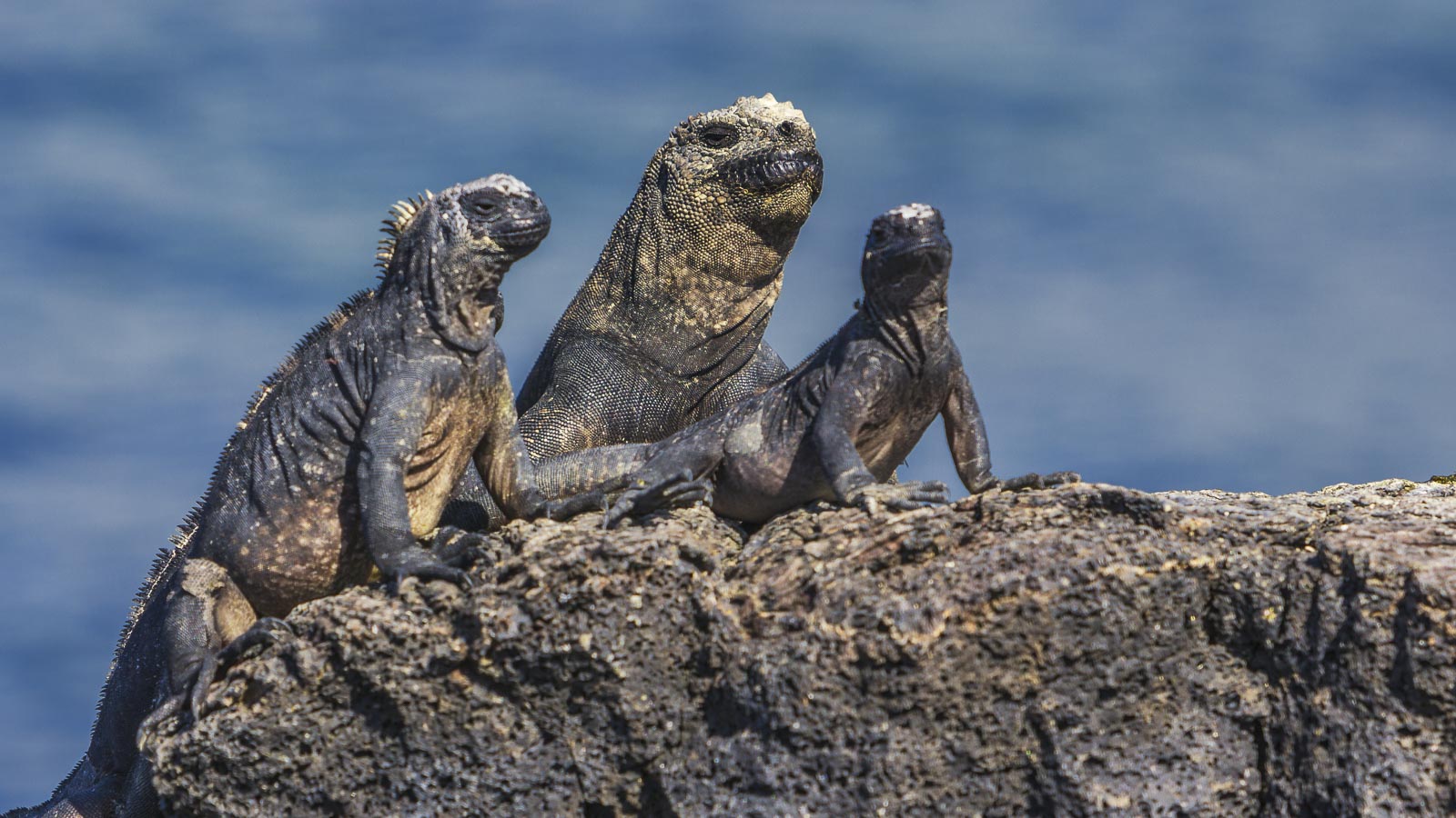 south american continent facts galapagos