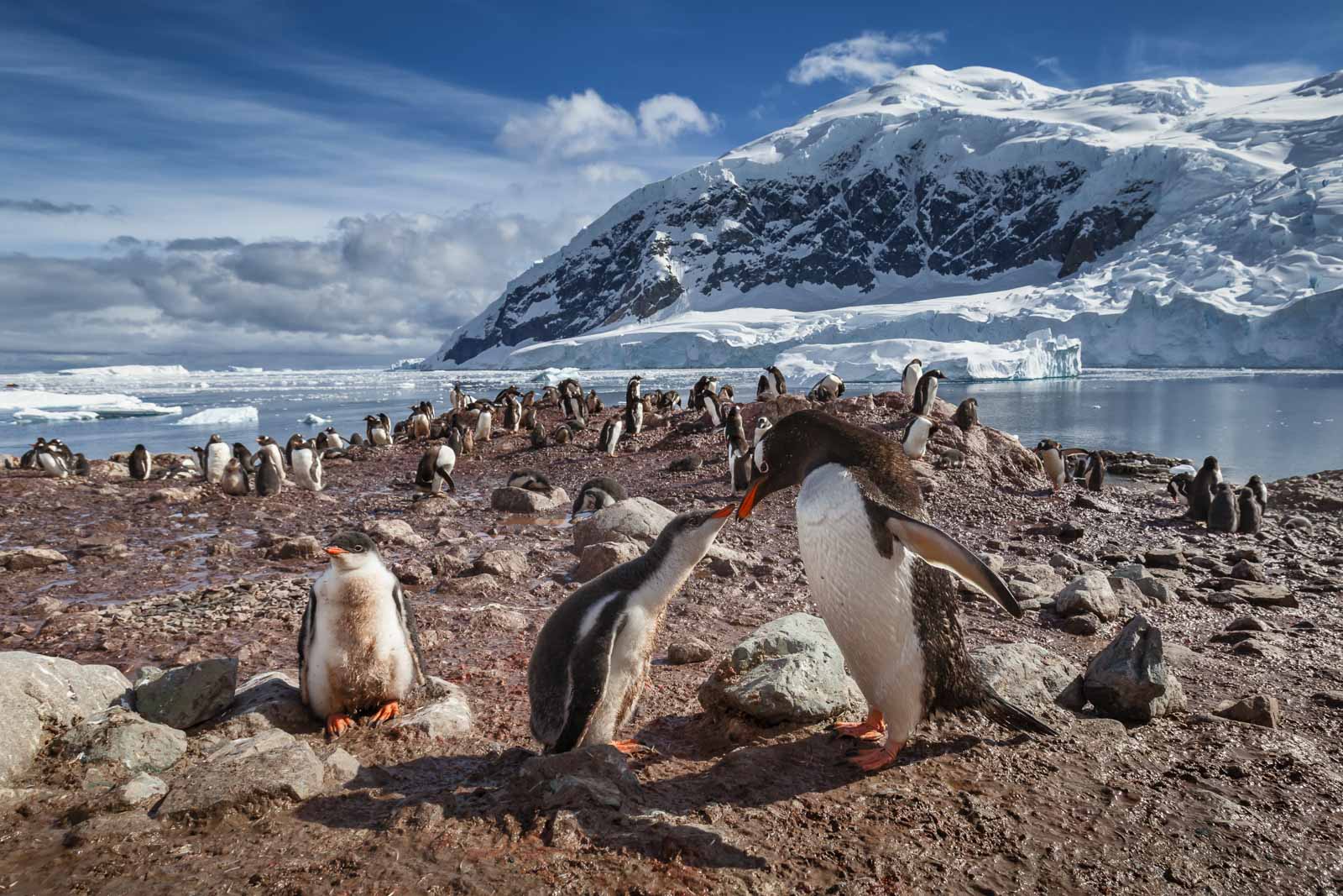 Expedition Cruises Activities Antarctica