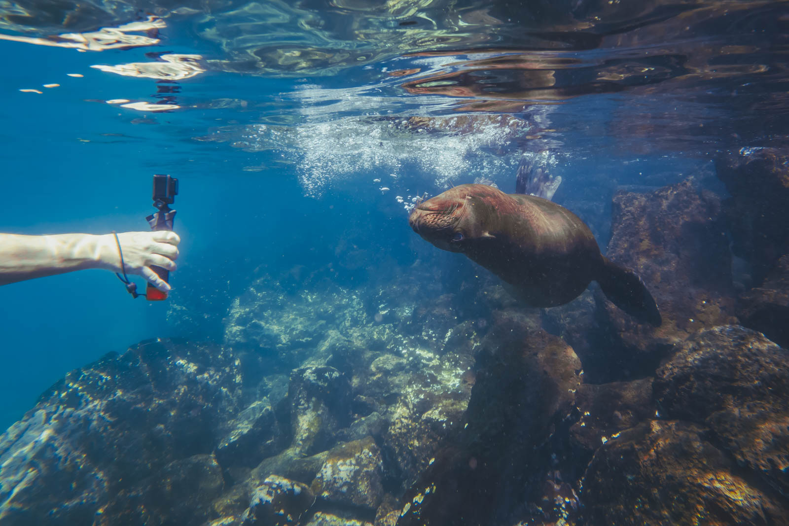 Expedition Cruises The Galapagos Islands