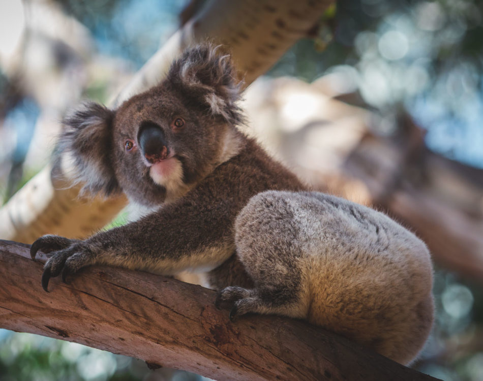 12 Amazing Australian Wildlife Experiences