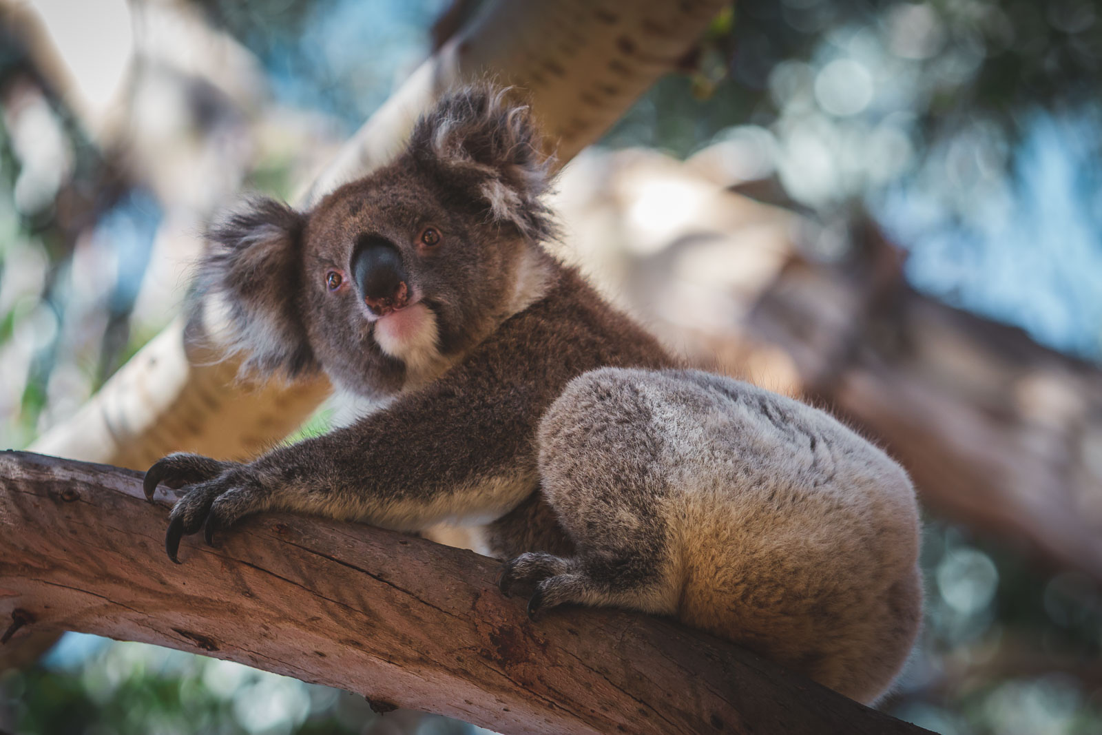Amazing Australian Wildlife Experiences | The Planet D